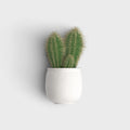Image Test